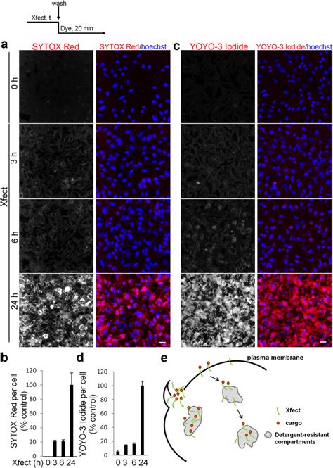 Xfect Facilitates The Delivery Of Cell Impermeable Dyes Into Hela