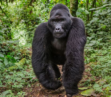 Facts about Mountain Gorillas- Amakula African Safaris