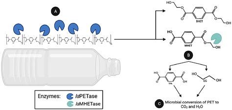 Frontiers A Minireview On The Bioremediative Potential Of Microbial