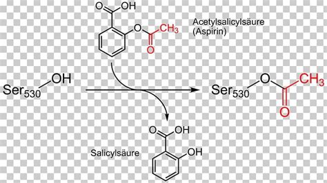 Aspirin Mechanism Of Action Acetylation Arachidonic Acid Salicylic Acid