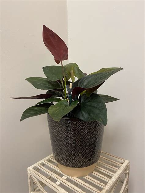 Syngonium Red Arrow - Plant Room by Sykes