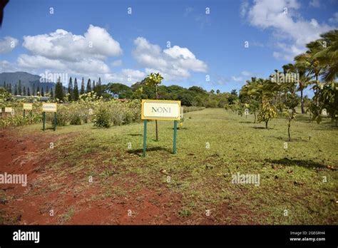 Dole plantation pineapple maze hi-res stock photography and images - Alamy