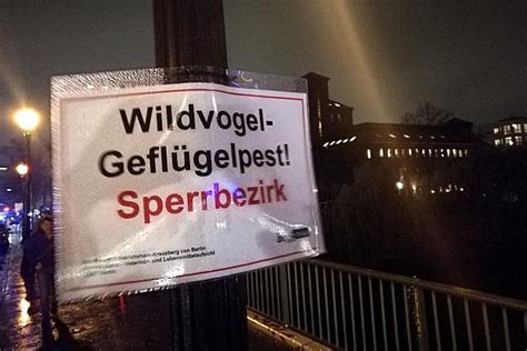 Geflügelpest breitet sich aus Neue Fälle bei Wildvögeln in Berlin