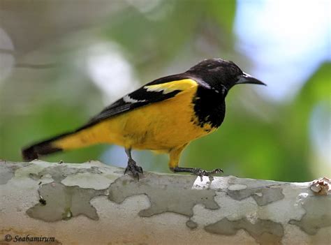 Scotts Oriole Species Information And Photos