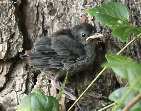 Gray Catbird Fledgling Project Noah