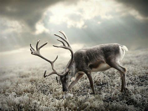 Deer Snow Wallpapers - Wallpaper Cave