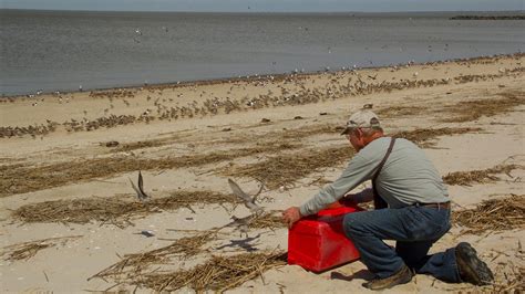 Endangered Bird Has More To Fear Than A Changing Climate Whyy