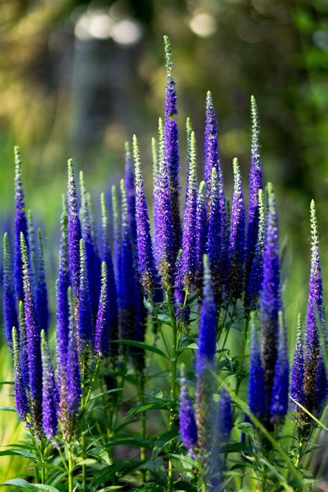 Veronica in Ábaton gardens Purple Flowers Garden, Blue Flowers, Love ...