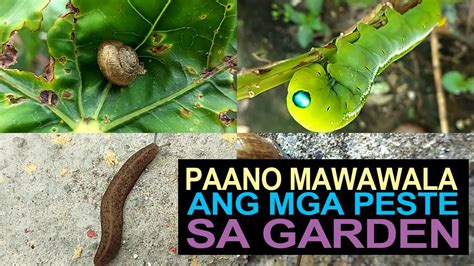 Part 1: How To Get Rid Of Pests In Our Garden I Paano Mawawala Ang Mga ...