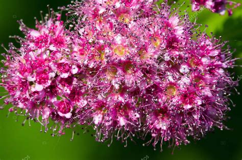 Spiraea Japonica Pradera Japonesa Espirea Japonesa O Coreana Es Una