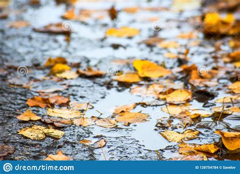 Yellow Autumn Leaves In A Puddle Stock Photo Image Of Season Outdoor