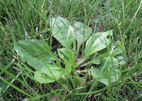 Controlling Broadleaf Weeds