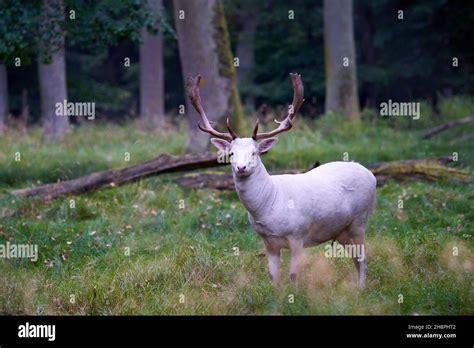 1 White Albino Fallow Deer Dama Dama Damwild The Animal Stands On A