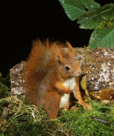 Red Squirrel Sciurus Vulgaris Female Stock Photo Image Of Three