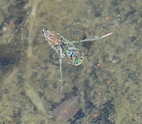 Milky Backswimmers From Baseline Sub Boulder CO USA On August 9