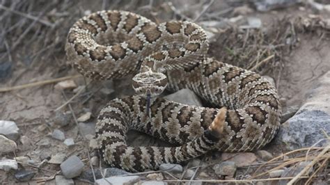 Rattlesnake Reported At Badger Mountain Benton County Park Tri City