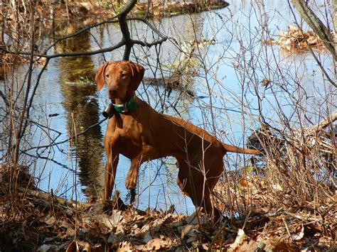 New England Vizsla Breeders - Stapor Vizslas