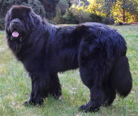 Newfoundland Breed Information Guide Photos Traits And Care