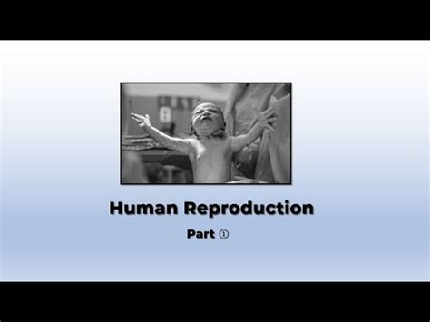 Human Reproduction Part 1 YouTube