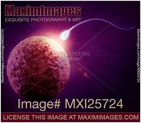 Image Of Human Egg And Sperm Fertilization Concept Stock Image Mxi