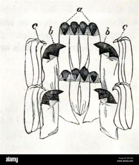 radula  patella vulgata stock photo alamy