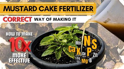 Correct Way Of Making Mustard Cake Fertilizer At Home Best Liquid