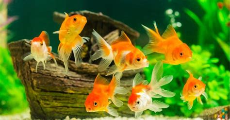 Goldfish Lifespan How Long Do Goldfish Live A Z Animals