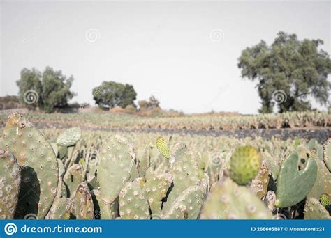 Close Up Of A Nopal Tuna During A Sunrise In The Harvest Season Stock