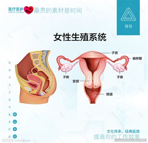 女性生殖系统设计图海报设计广告设计设计图库昵图网