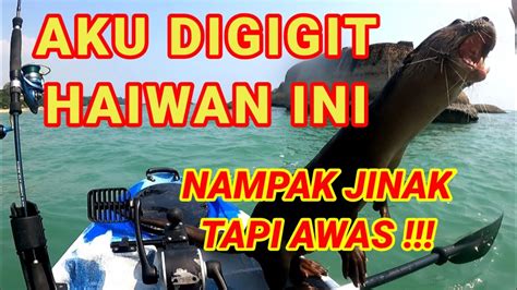 NASIB BAIK KAKI AKU TAK LUKA DIGIGITNYA Kayakfishing YouTube