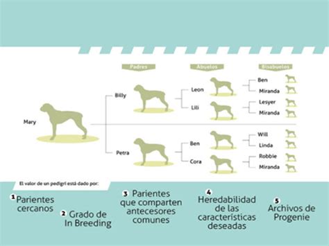 Todo lo que debes saber sobre el pedigrí en las mascotas Animales de