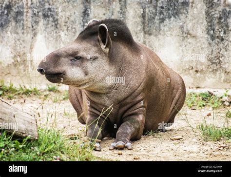 South American Tapir Tapirus Terrestris Also Know As Brazilian