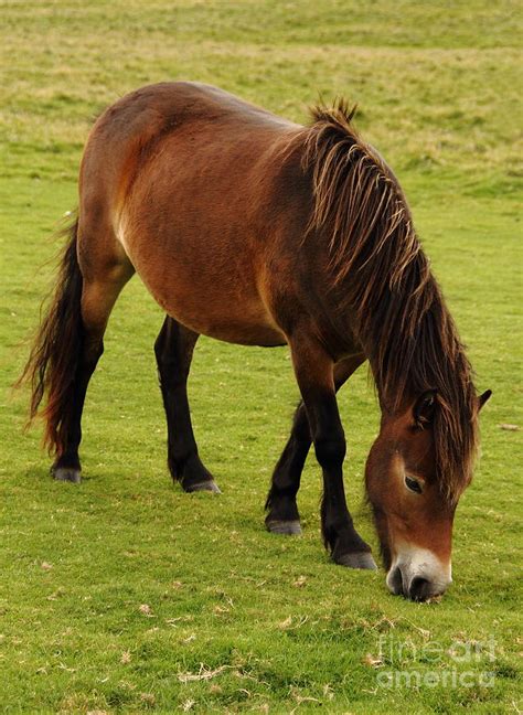 Exmoor Pony By Paul Bettison Exmoor Pony Photograph Exmoor Pony