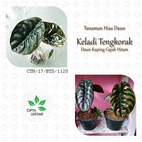 Jual Tanaman Hias Keladi Tengkorak Alocasia Cuprea Daun Kuping