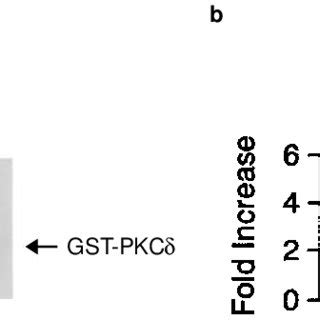 C Abl Phosphorylates And Activates Pkcd In Vitro A Heat Inactivated