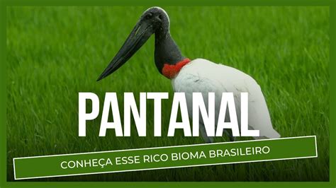 PANTANAL Conheça esse importante bioma no BRASIL YouTube