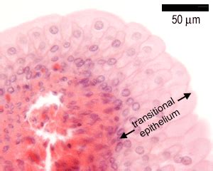 Epithelia: The Histology Guide