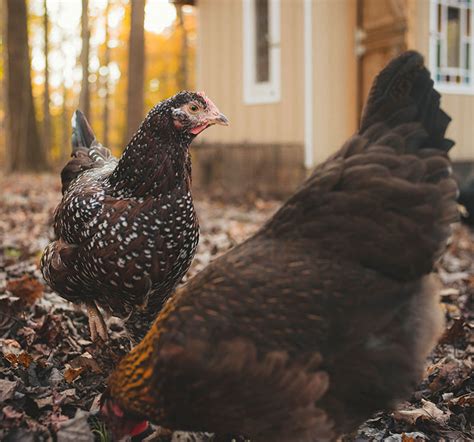 6 Benefits Of Starting A Fall Flock Hobby Farms