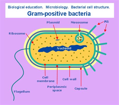 Gram Positive Bacteria Structure