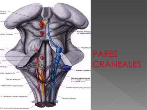 Semiología de pares craneales Dra xmed uDocz