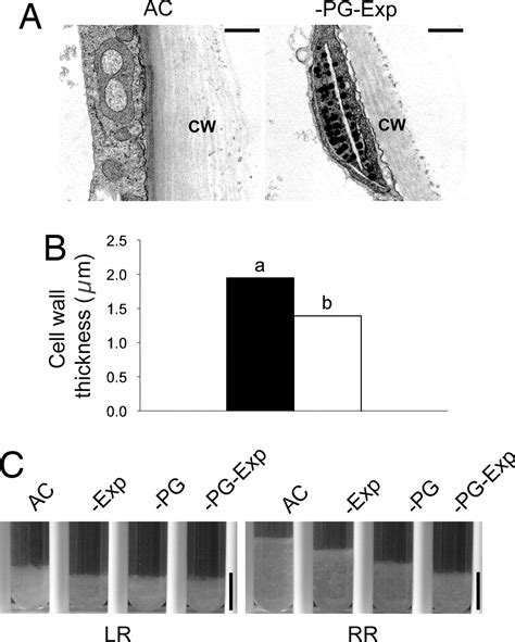 The Intersection Between Cell Wall Disassembly Ripening And Fruit