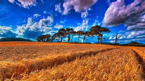 Download Wheat Field With Trees At The Backdrop Wallpaper