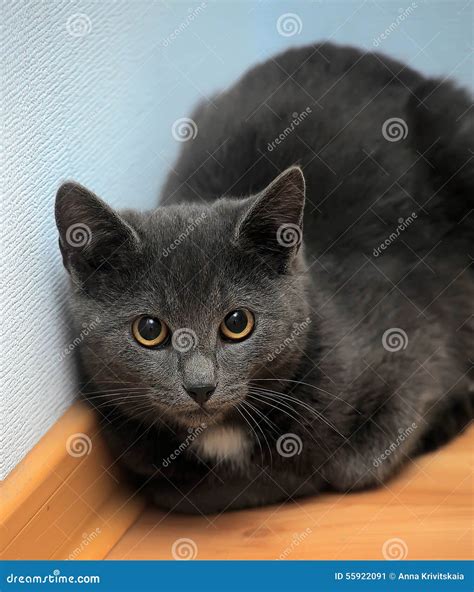 Russian blue kitten stock image. Image of creature, friends - 55922091
