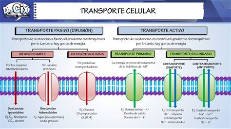 TRANSPORTE CELULAR Biología molecular YouTube