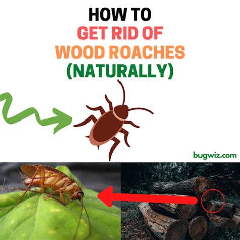 How to Get Rid of Wood Roaches (Beginner's Guide) | BugWiz