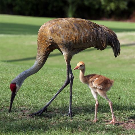 A Beaders Blog Florida Sandhill Cranes