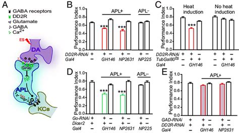 The Dd2r Go Signaling Is Required In Apl Neurons For Efficient