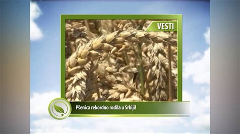 Vesti Pšenica rekordno rodila u Srbiji YouTube