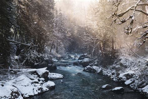 Winter Birding in BC - The BC Bird Trail