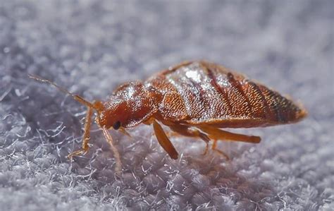 A Guide To Bed Bug Identification And Control In Ventura County